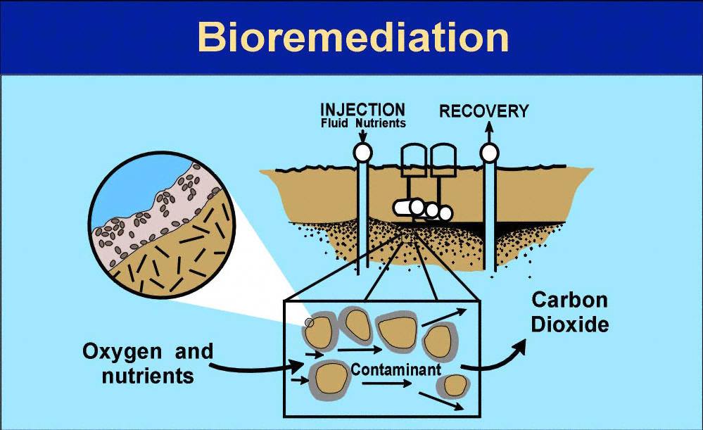 BIOREMEDIATION  IS A TREATMENT PROCESS THAT USES LIVING AND NATURALLY OCCURRING MICROORGANISMS TO RETURN A POLLUTED ENVIRONMENT TO ITS ORIGINAL CONDITION.